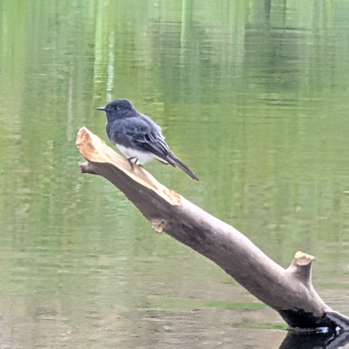 iNaturalist observation photo of Black Phoebe