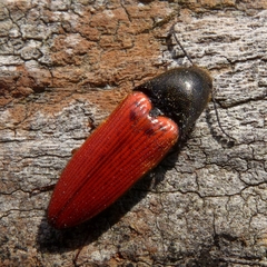 Ampedus cinnaberinus