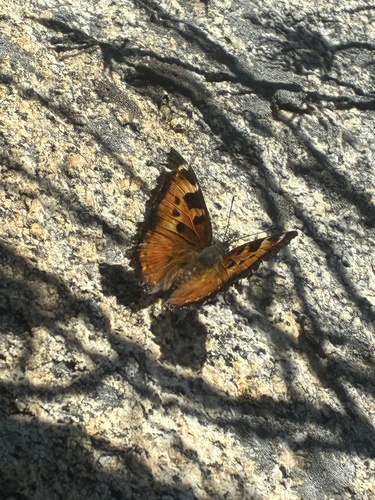iNaturalist observation photo of California Tortoiseshell