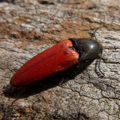 Ampedus cinnaberinus
