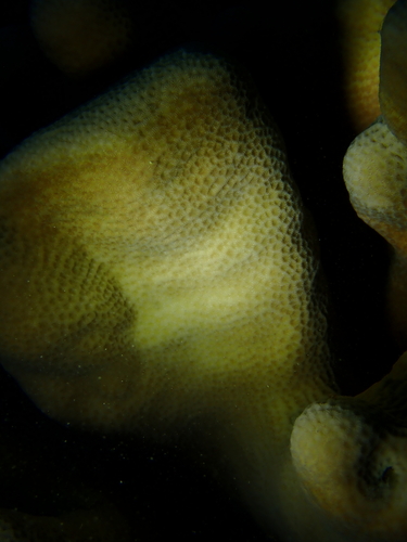 Pavona clavus observed 2026-08-01