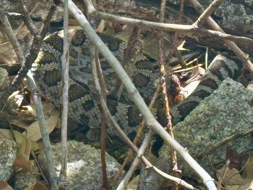 iNaturalist observation photo of Western Rattlesnake