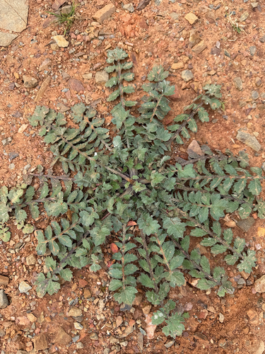 Capeweed