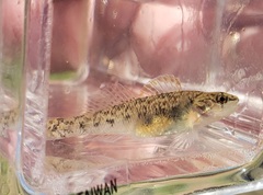 Etheostoma smithi
