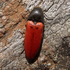 Ampedus cinnaberinus