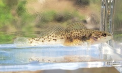 Etheostoma smithi
