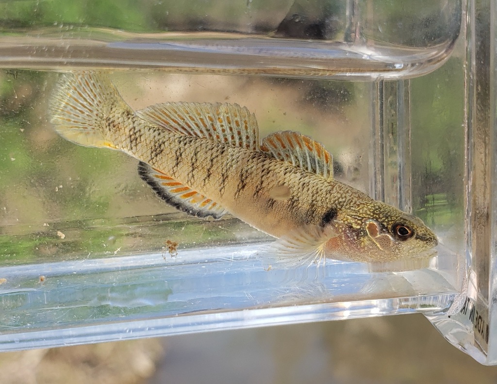 Slabrock Darter