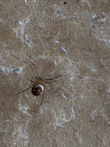 False Black Widow