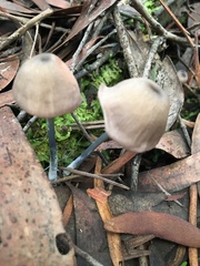 Entoloma albidocoeruleum
