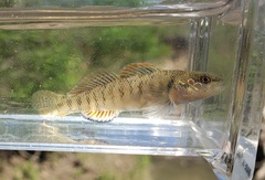 Etheostoma smithi