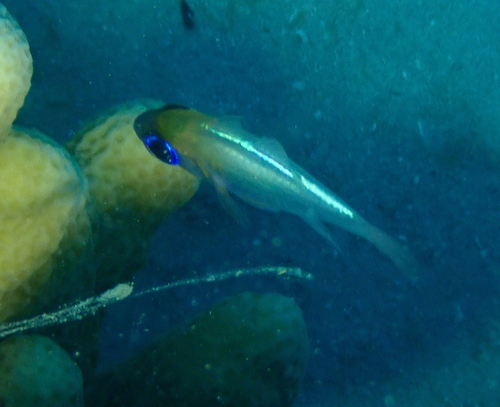 Zoramia leptacantha observed 2026-08-01