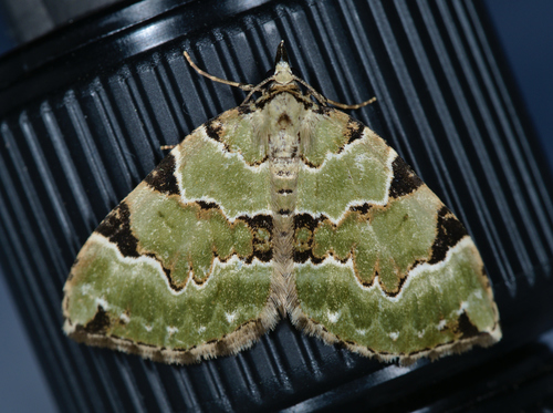 Green Carpet