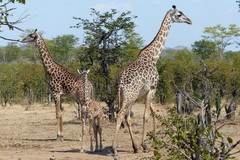 Giraffa camelopardalis thornicrofti