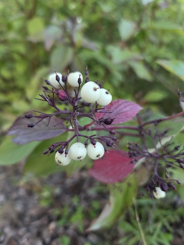red osier dogwood