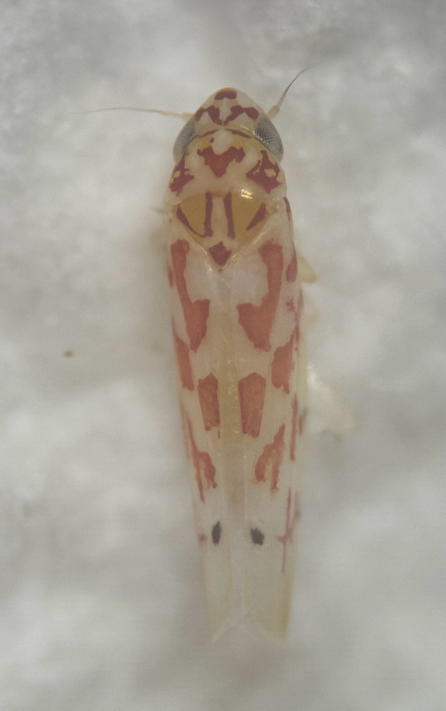 Eratoneura linea