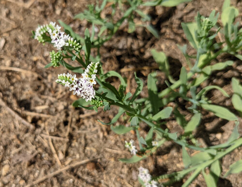 iNaturalist observation photo of alkali heliotrope