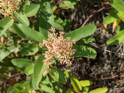 iNaturalist observation photo of laurel sumac