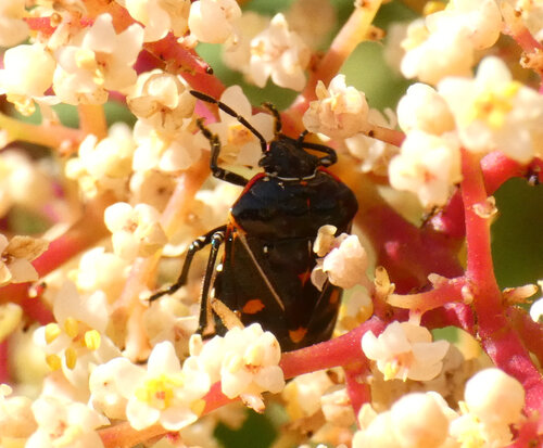 iNaturalist observation photo of Harlequin Bug