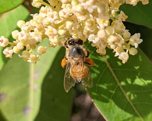 iNaturalist observation photo of Western Honey Bee
