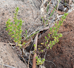 Maireana brevifolia