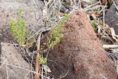 Maireana brevifolia, photograph (c) Carmon, some rights reserved (CC BY-SA)