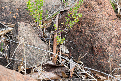 Maireana brevifolia, photograph 2
