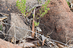 Maireana brevifolia, photograph (c) Carmon, some rights reserved (CC BY-SA)