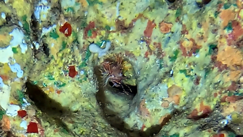 Pterois sphex observed 2026-08-20