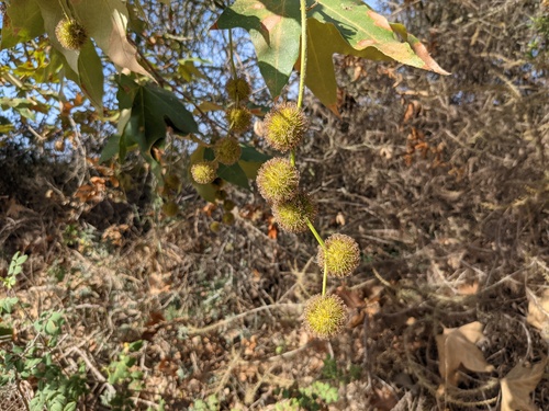 iNaturalist observation photo of western sycamore