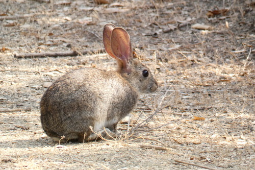 iNaturalist observation photo of Brush Rabbit