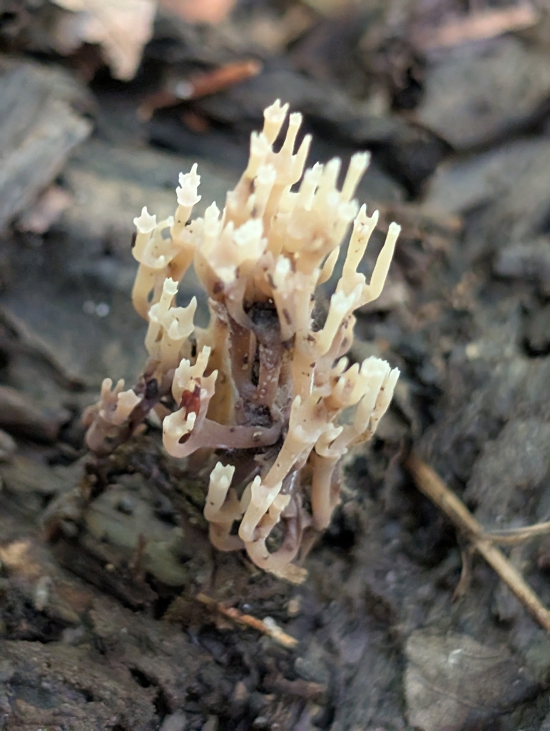 crown-tipped coral fungus · August 2026 · photo: Photo: (c) Emma Oxford, some rights reserved (CC BY) · iNaturalist