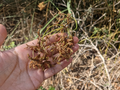 iNaturalist observation photo of California bulrush