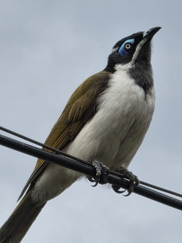 Blue-faced Honeyeater