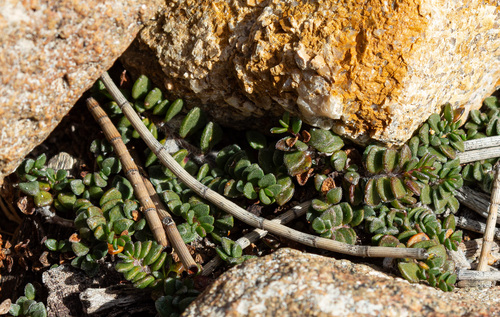 Wilsonia rotundifolia observed 2026-08-16
