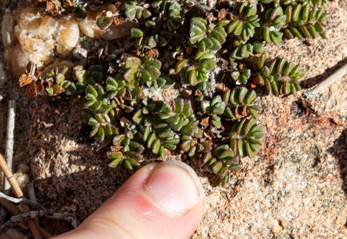 Wilsonia rotundifolia observed 2026-08-16