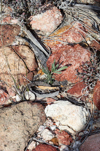 Austrostipa elegantissima, photograph 2