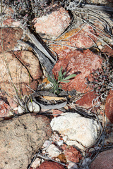 Austrostipa elegantissima, photograph (c) Carmon, some rights reserved (CC BY-SA)
