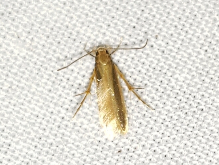 Golden Stathmopoda