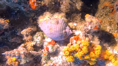 Aniculus aniculus observed 2026-08-20