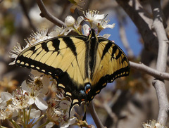 Papilio glaucus glaucus