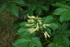 Aesculus pavia flavescens