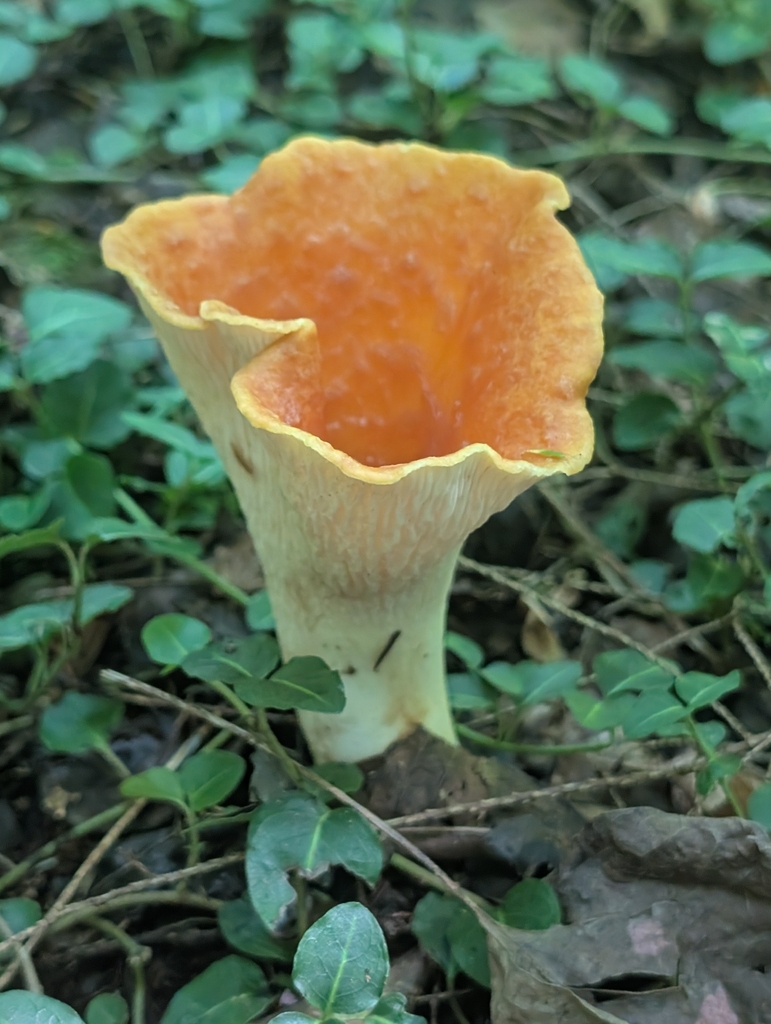 Scaly Chanterelle · August 2026 · photo: Photo: (c) Emma Oxford, some rights reserved (CC BY) · iNaturalist