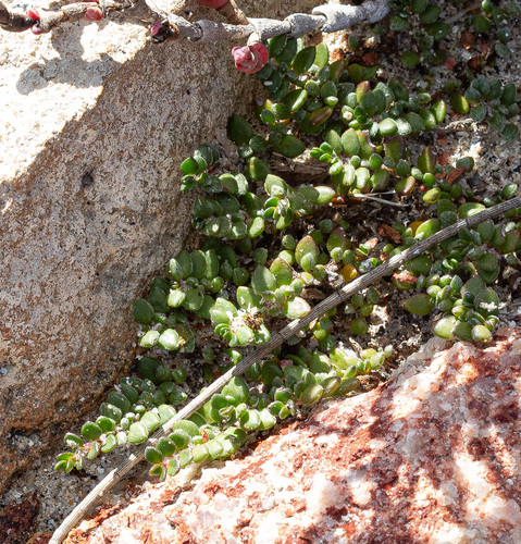 Wilsonia rotundifolia observed 2026-08-16