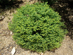 Euphorbia schizoloba