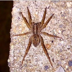 Lycosidae