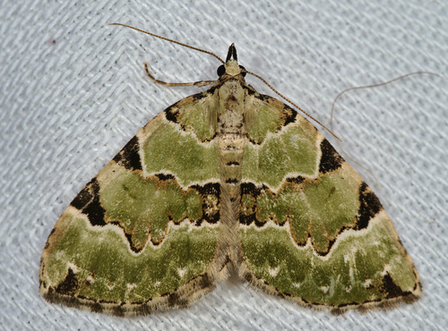 Green Carpet