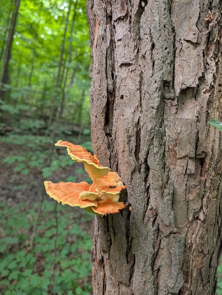 chicken of the woods · August 2026 · photo: Photo: (c) Bryan Rennick, some rights reserved (CC BY) · iNaturalist