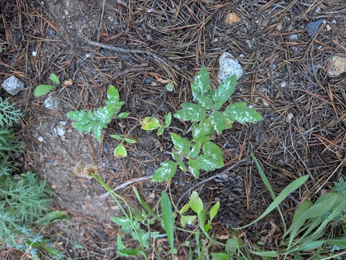 Phacelia hydrophylloides observed 2026-08-19