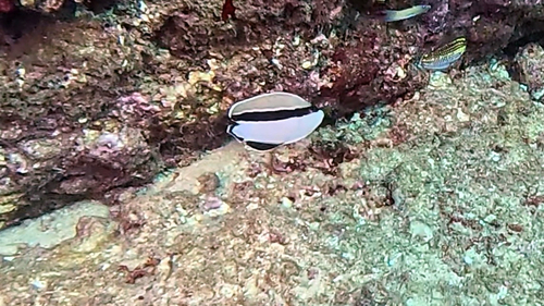 Apolemichthys, 2026-08-20
