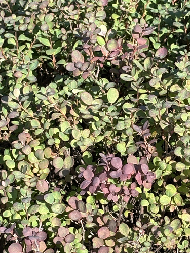 bog bilberry